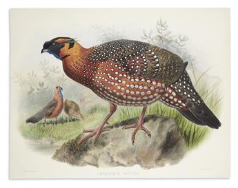 ELLIOT, DANIEL GIRAUD. Thaumalea Picta (Golden Pheasant) * Ceriornis Satyra (Horned Tragopan).
